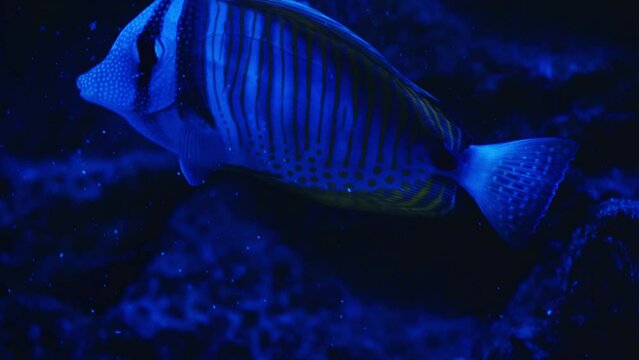 A group of fish swimming in an aquarium. Fish in water. A school of fish in the sea. Diving. Colorful tropical fish in the aquarium. Bream or Orata. Marine life.