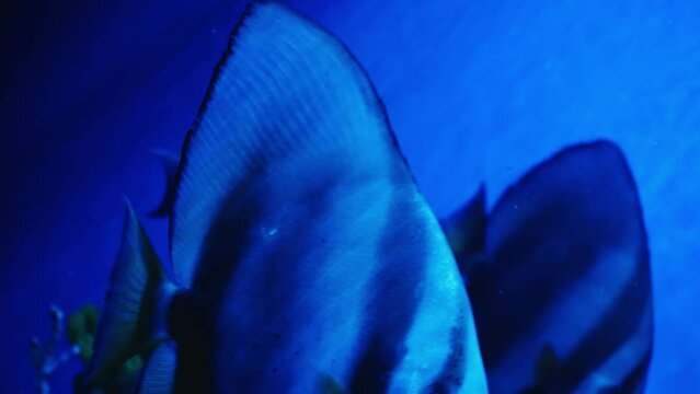 A group of fish swimming in an aquarium. Fish in water. A school of fish in the sea. Diving. Colorful tropical fish in the aquarium. Bream or Orata. Marine life.