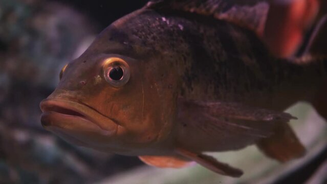 Piranhas with a red-orange belly floating in the water against a background of greenery and stones, standing piranhas. Close-up. Fish of the world ocean. High quality 4k footage. Underwater footage of