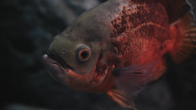 Piranhas with a red-orange belly floating in the water against a background of greenery and stones, standing piranhas. Close-up. Fish of the world ocean. High quality 4k footage. Underwater footage of