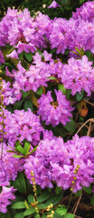 Rhododendron is a genus of 1,024 species of woody plants in the heath family, either evergreen or deciduous, and found mainly in Asia, although it is also widespread throughout the Southern Highlands