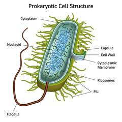 Prokaryotic Cell Structure Chart, vector medical illustration, online education material. English translation text