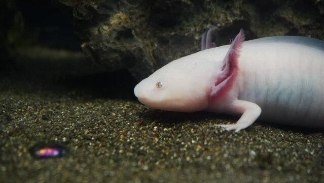 Axolotl, Mexican walking fish, salamander, tiger salamander. A pink albino axolotl in an aquarium, local pet store or pet store. Triton of white color at the bottom of the lake.