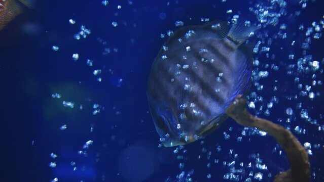 A group of fish swimming in an aquarium. Fish in water. A school of fish in the sea. Diving. Colorful tropical fish in the aquarium. Close-up of two cichlids in the middle of plants and corals