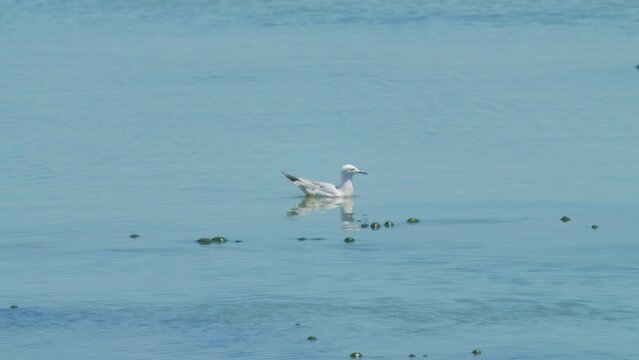 Segull on sea