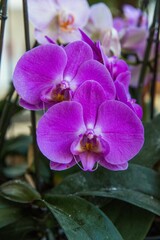 Closeup shot of a purple flower.