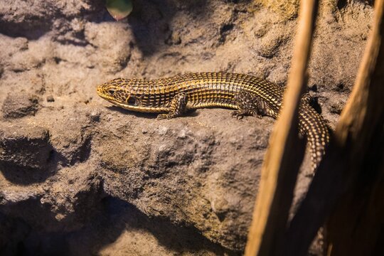Closeup shot of a brown Sudan plated lizard on the rocks.