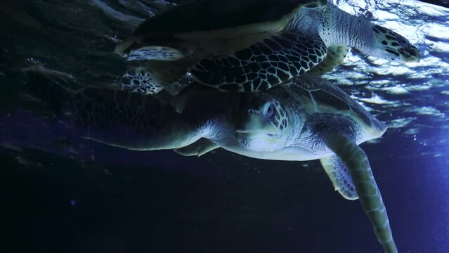 Wild animal of the ocean. Marine tropical life in shallow water. A beautiful sea turtle swims underwater towards the camera and poses close-up. A sea turtle in a coral reef of the Caribbean Sea.