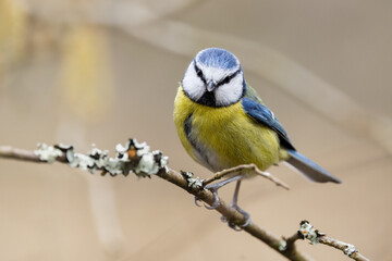 Blue Tit bird on a tree branch in Spring time