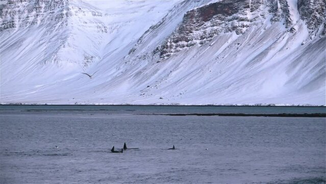 Killer whale pod family swimming by shore snowy fjord mountains Iceland