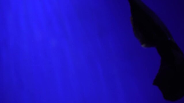 Beautiful exotic black fish on the background of corals underwater in the Maldivian sea. Scuba diving in a world of colorful and beautiful reef wildlife. Sea and ocean fish under water.