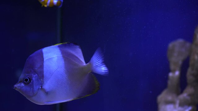 A tropical clown fish swims in a green anemone. Nemo and the anemone. Underwater footage of non-wild fish on a coral reef.