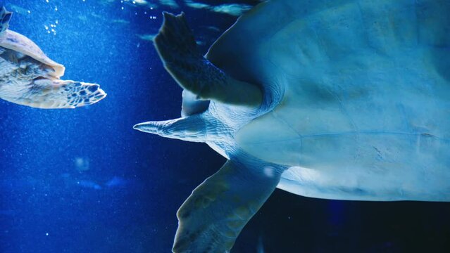 A green sea turtle swims in the shallow waters of a coral reef in the Caribbean Sea while scuba diving.