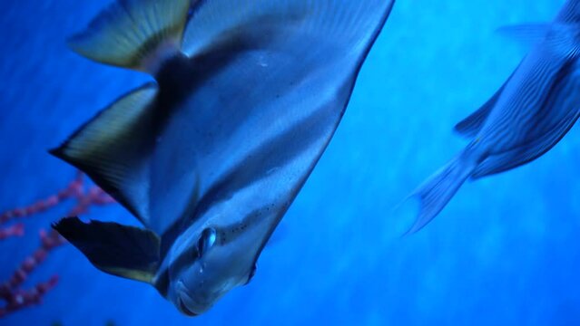 Beautiful exotic white fish on the background of corals underwater in the Maldivian sea. Scuba diving in a world of colorful and beautiful reef wildlife. Sea and ocean fish under water.