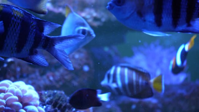 Beautiful exotic white fish on the background of corals underwater in the Maldivian sea. Scuba diving in a world of colorful and beautiful reef wildlife. Sea and ocean fish under water.