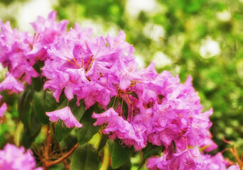 Fototapeta premium Rhododendron is a genus of 1,024 species of woody plants in the heath family, either evergreen or deciduous, and found mainly in Asia, although it is also widespread throughout the Southern Highlands