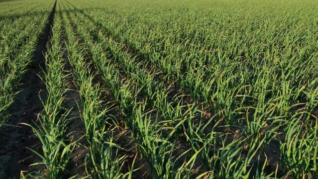 flying over a garlic field growing 4k aerial footage