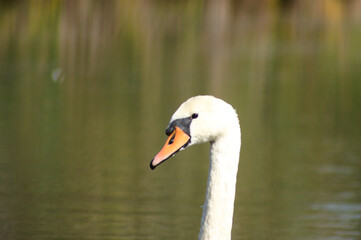 Closeup of swan head side view with lake on background