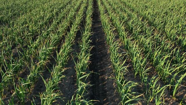 flying over a garlic field growing 4k aerial footage