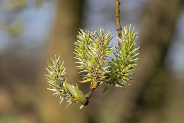 Ash willow flower on a twig.