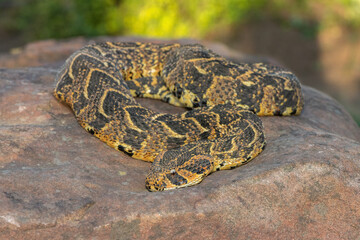 Puff Adder (Bitis arietans)	