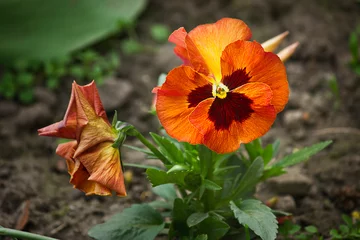 Foto op Plexiglas orange pansies flowers close-up growing in the garden © tillottama
