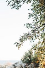 Fototapeta premium Olive trees with fruits glow beautifully at sunset. Garden with olive trees, Mediterranean landscape.Ready-made trees for harvesting.