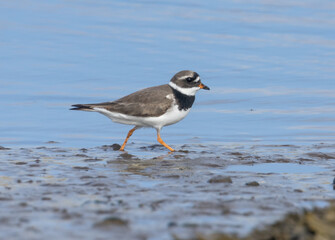 Ringed plover small wading bird running along the shoreline on a river on the estuary foraging for food at the water edge