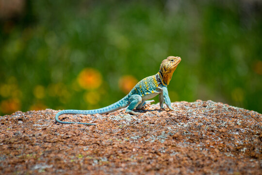 Eastern Collared Lizard or Mountain Boomer with Colorful Skin on a Rock with Grass and Flowers