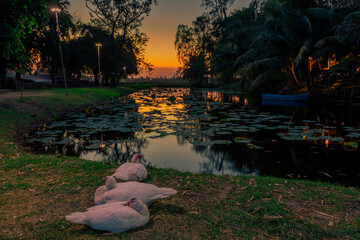 abstract background view of the colorful twilight sky.In the evening, the colorful changes (pink,...