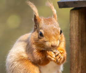 Fototapeta premium scottish red squirrel in he sunshine sitting eating a nut in the woodland