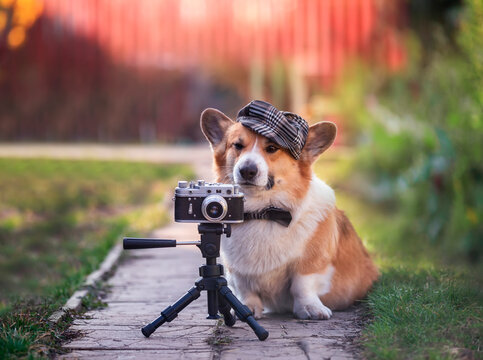 cute corgi dog puppy is sitting in the garden next to a retro camera on a tripod