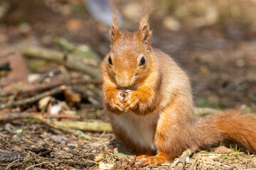 scottish red squirrel in he sunshine sitting eating a nut in the woodland