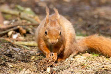 scottish red squirrel in he sunshine sitting eating a nut in the woodland