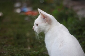 white cat on the grass background defocussed