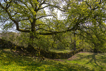 View of the gardens in the Sedbergh village. Yorkshire Dales, England, UK.