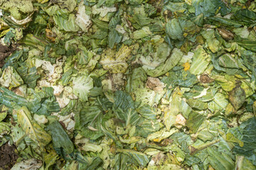 Cabbage on the ground, close up, frame filled shot. Food for turtles in Zanzibar, Prison Island