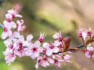 Fototapeta na wymiar Closeup of plum-tree flowers in blossom