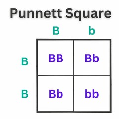 Simple version of the Punnett Square. Sometimes spelled as Punnets Square. Useful for Education