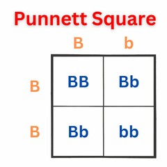 Simple version of the Punnett Square. Sometimes spelled as Punnets Square. Useful for Education