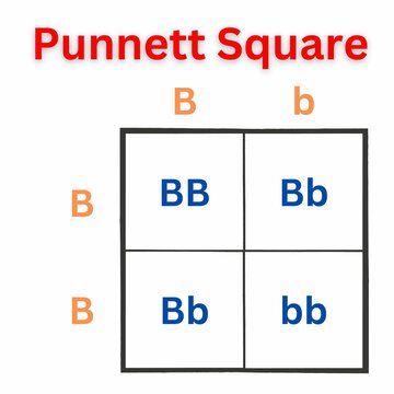 Simple version of the Punnett Square. Sometimes spelled as Punnets Square. Useful for Education
