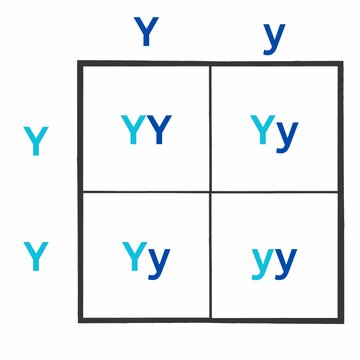 Simple version of the Punnett Square. Sometimes spelled as Punnets Square. Useful for Education