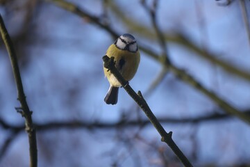 Closeup of a Eurasian blue tit bird perched on a tree branch with a blurry background