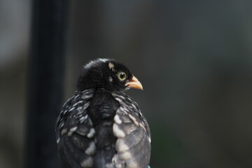 Black chick perched in hencoop.