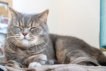 Adult gray Shorthair cat lying on backpack sleeping.