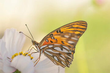 Fototapeta na wymiar Gulf Fritillary butterfly perched on a white cosmos flower