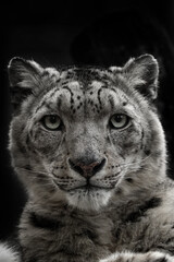 Snow leopard (Panthera uncia)