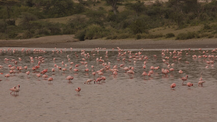 Flamingos im See. Tanzania, Afrika, Safari