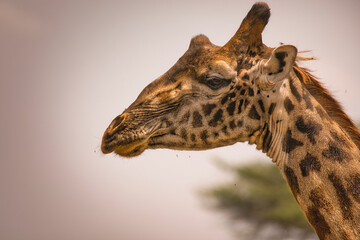 Giraffe im Portrait. Safari, Tanzania, Afrika.