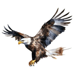 american eagle isolated on white background